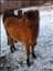 911Viktig